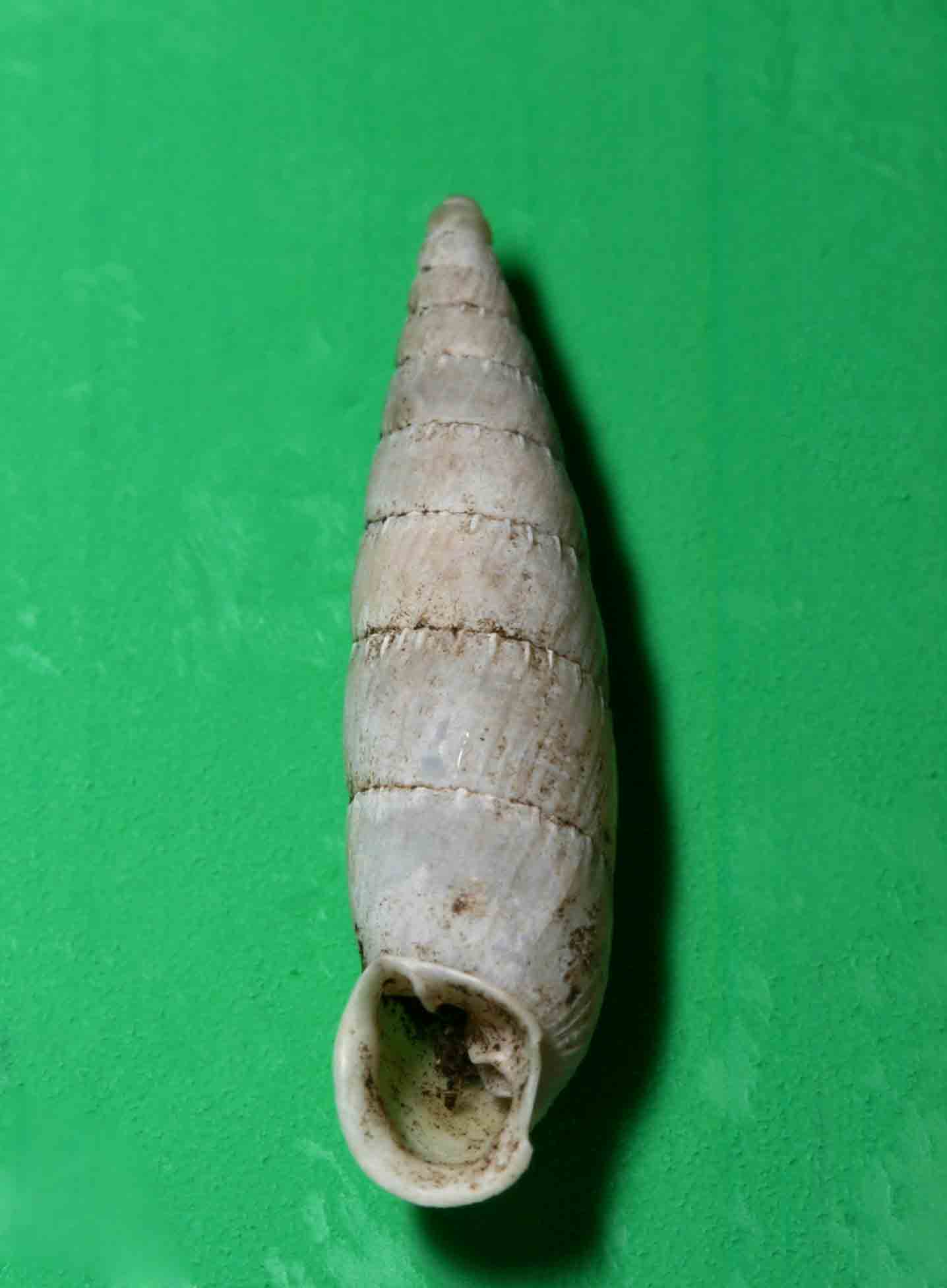 Leucostigma candidescens (Rossmssler, 1835) Monte Soratte